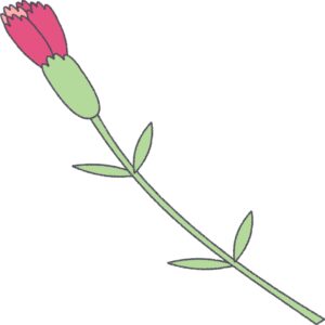 ピンクのカーネーション（つぼみ）のフリーイラスト