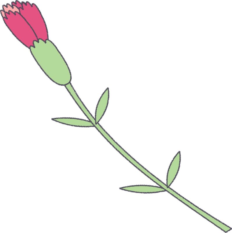 ピンクのカーネーション（つぼみ）のフリーイラスト
