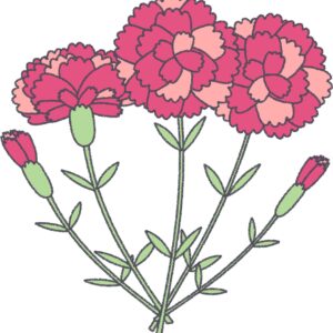 ピンクのカーネーション（束）のフリーイラスト