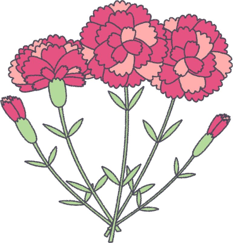 ピンクのカーネーション（束）のフリーイラスト