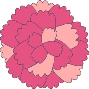 ピンクのカーネーション（アップ）のフリーイラスト