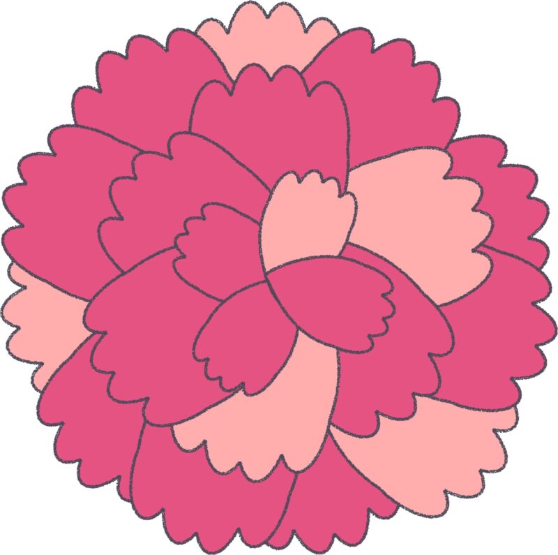 ピンクのカーネーション（アップ）のフリーイラスト