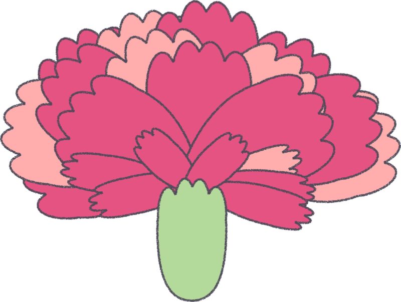 ピンクのカーネーション（正面）のフリーイラスト