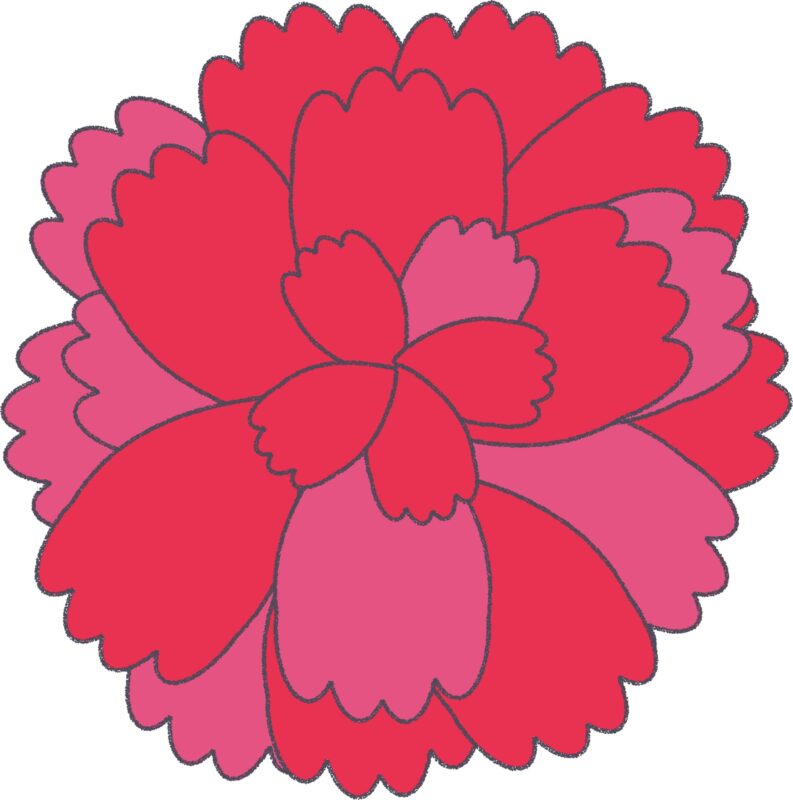 赤いカーネーション（アップ）のフリーイラスト